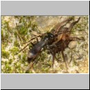 Priocnemis melanosoma - Wegwespe w11c 7mm mit Spinne - OS-Hollage-Lehmgrube-det.jpg